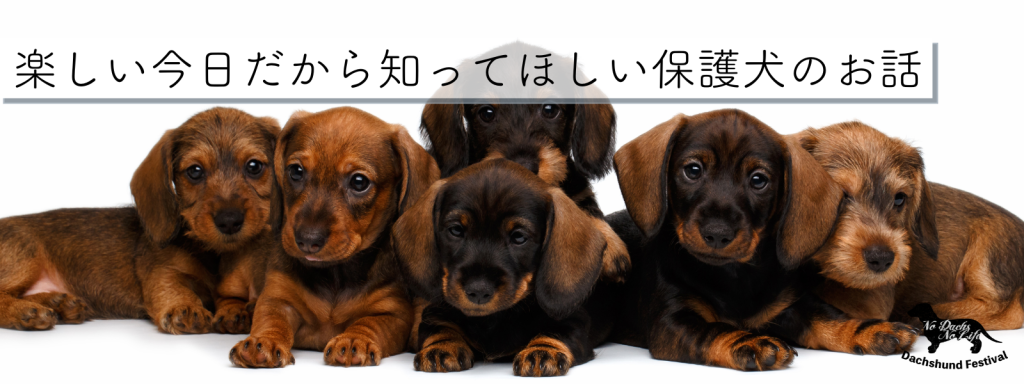 楽しい今日だから知ってほしい保護犬の話