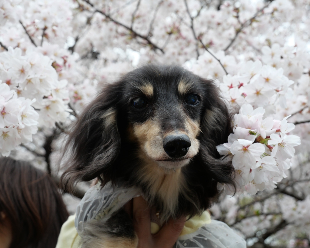 吉野　chacoちゃん