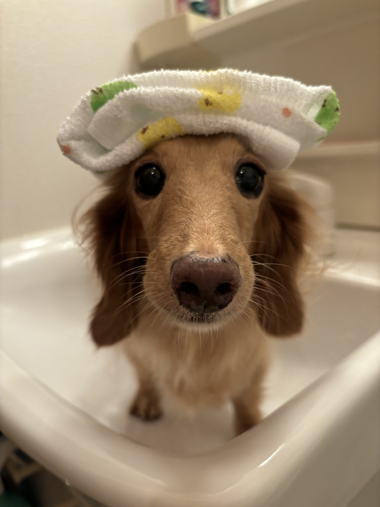 ショコラちゃん