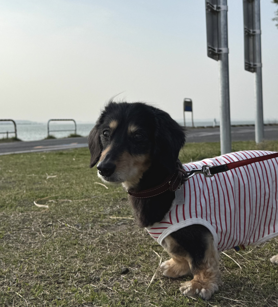 モモちゃん