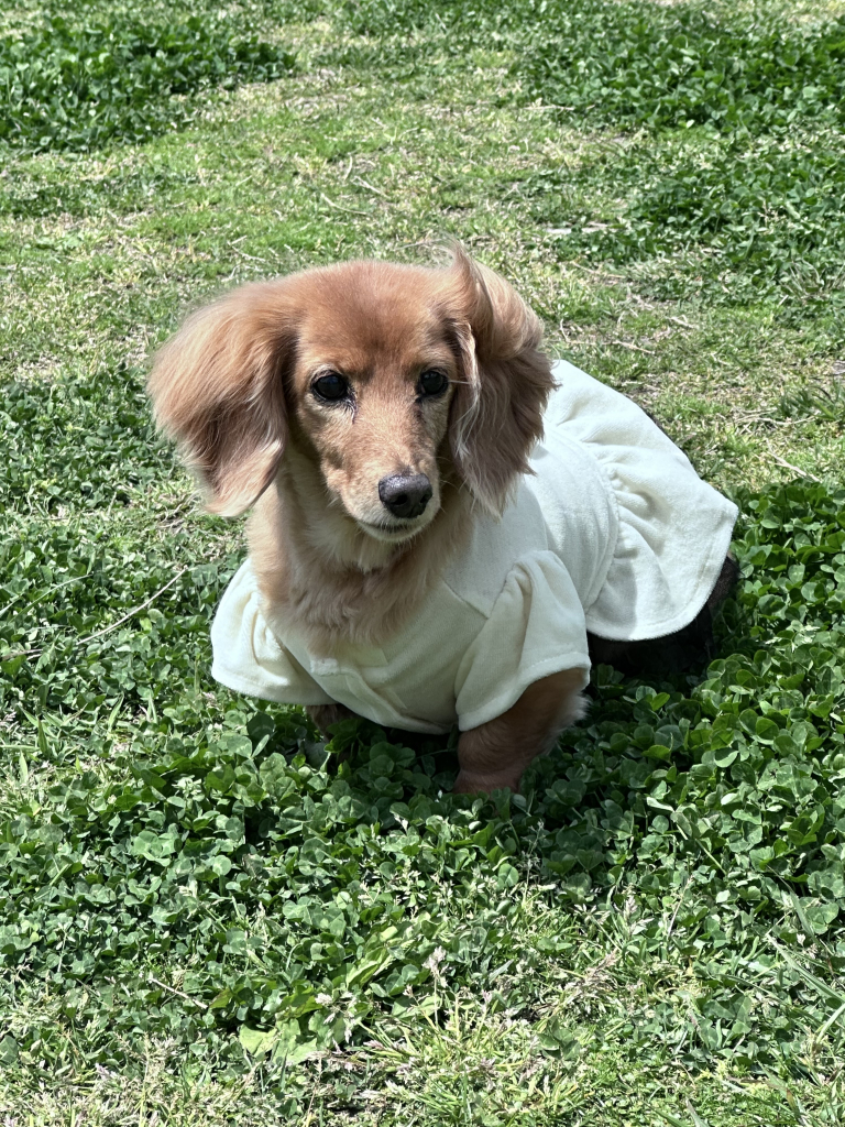 ラテちゃん