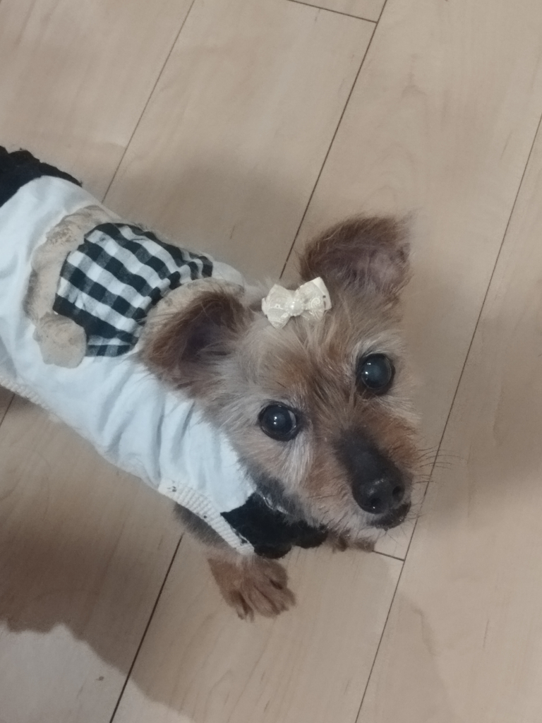 石川　プリンちゃん