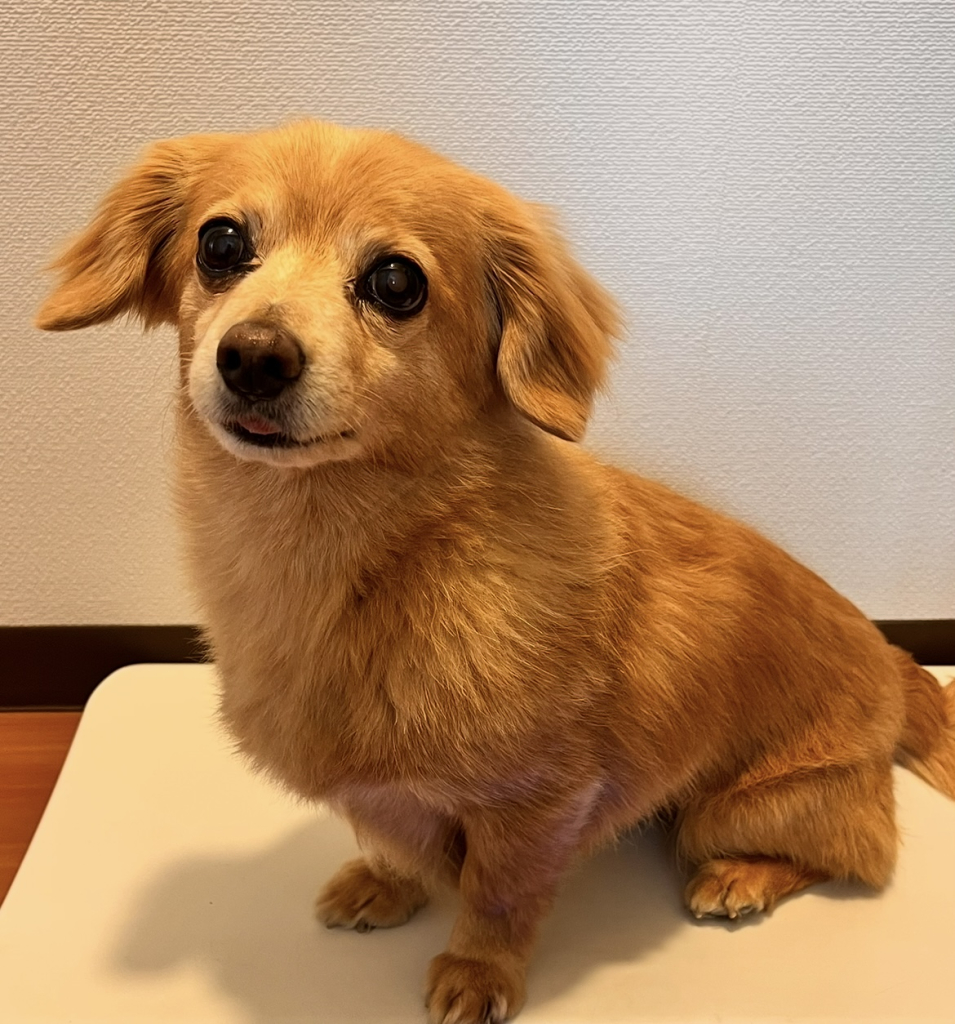 琥珀くん