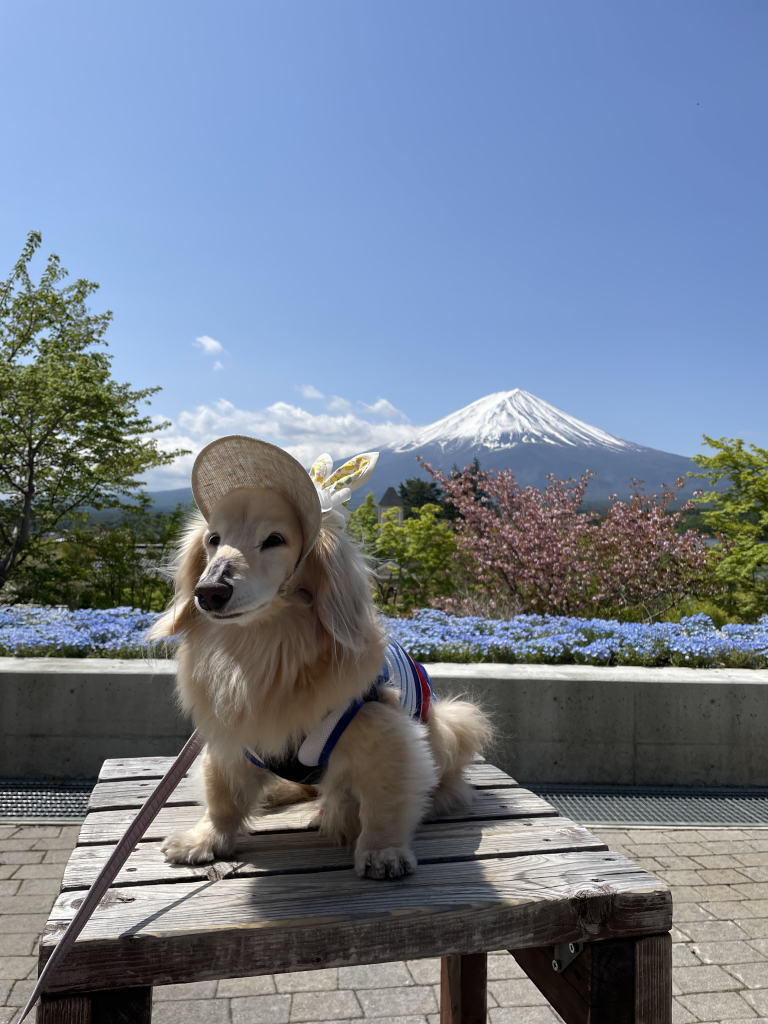 タルトくん