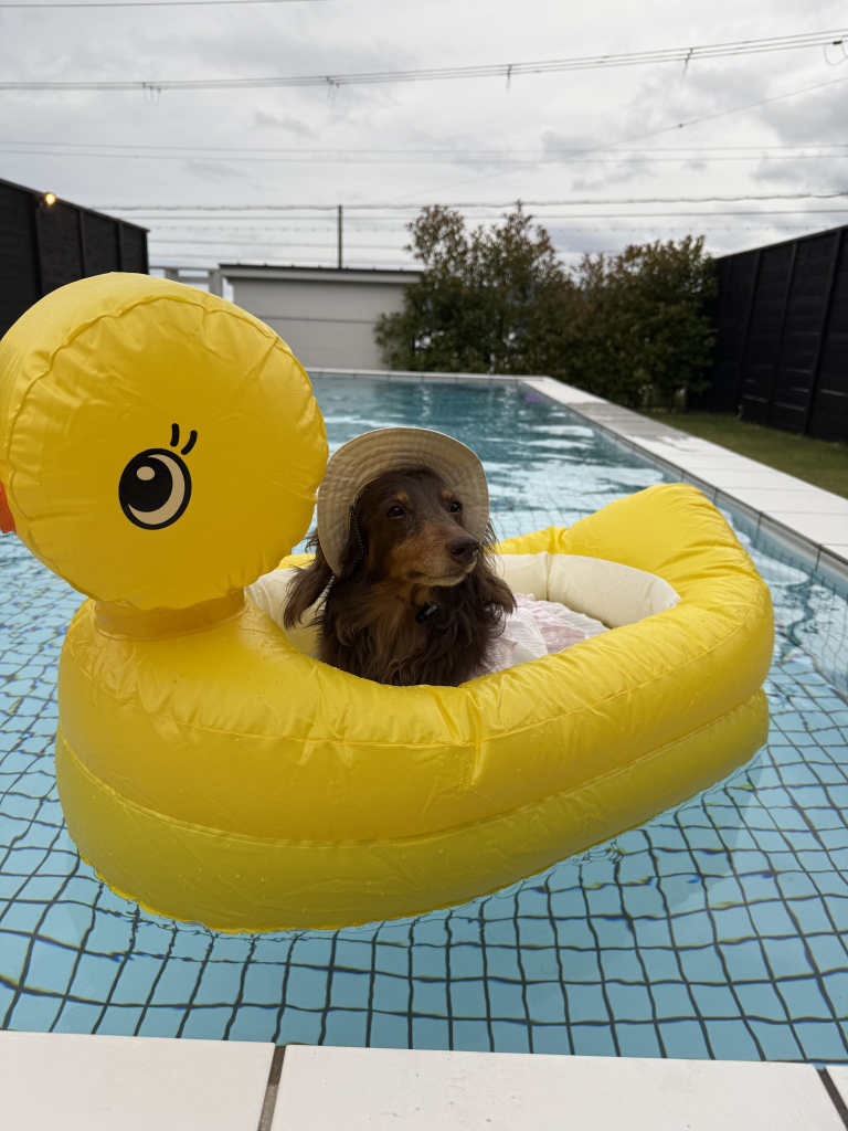 フェンディちゃん