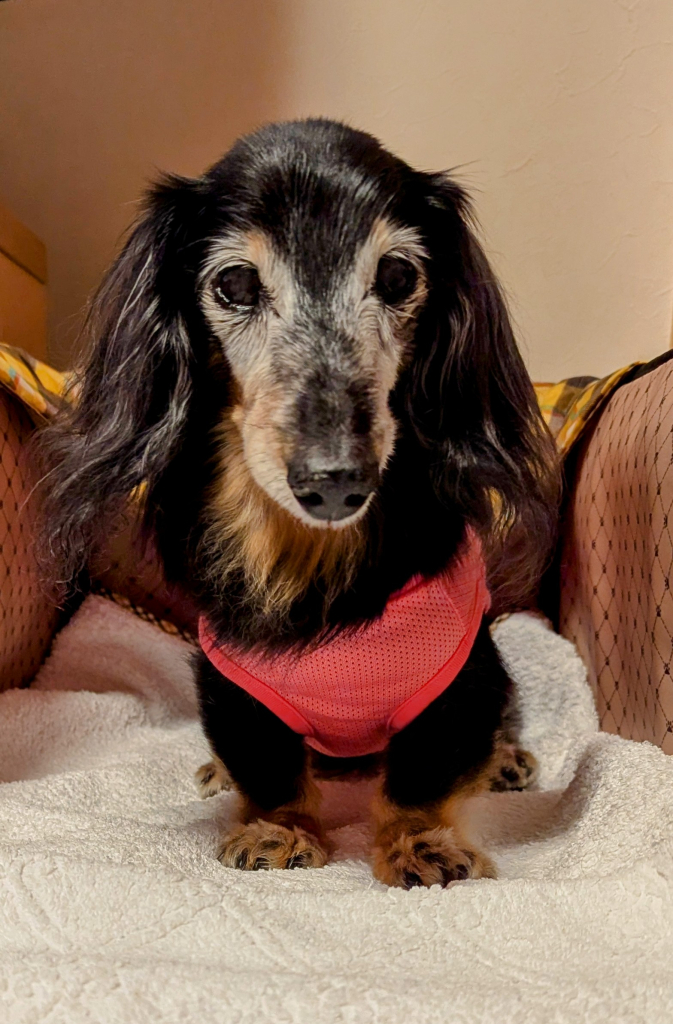 キャンディーちゃん