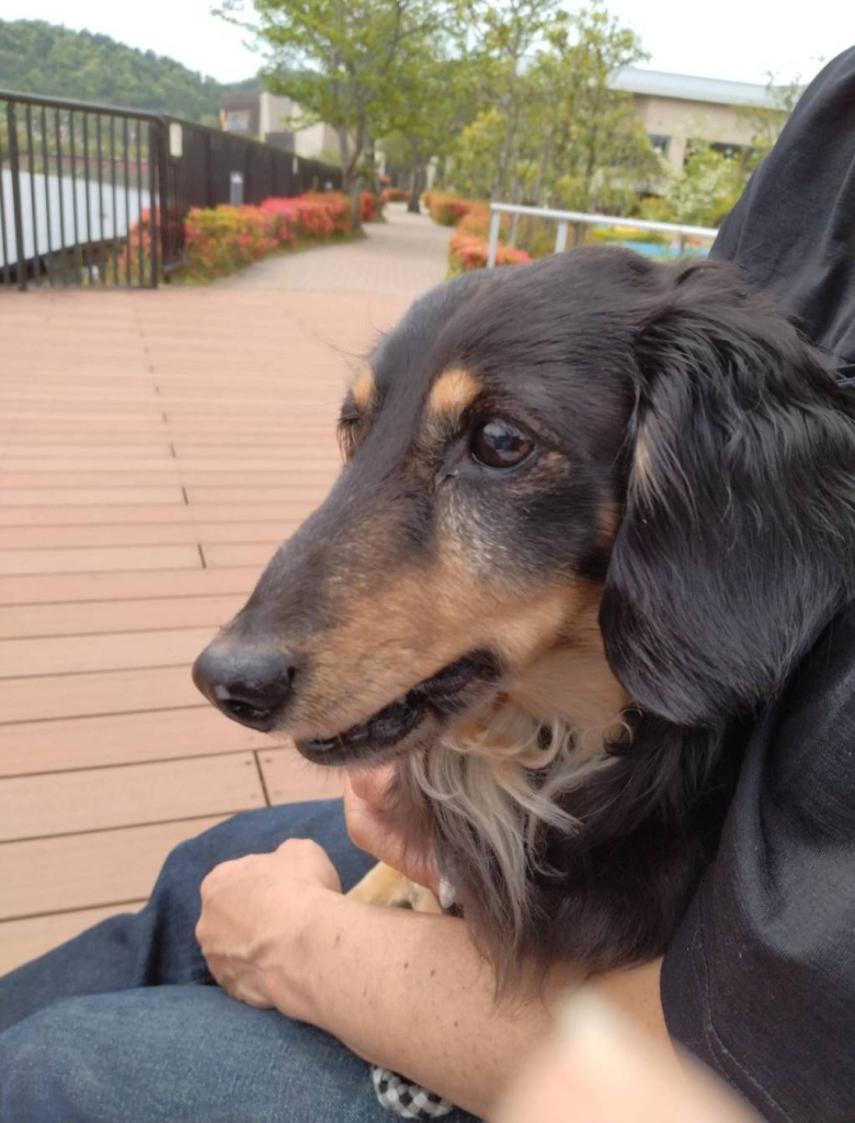 LOPEZ（ろぺす）くん