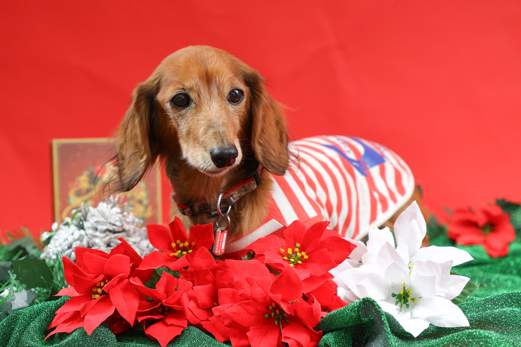 テンテンちゃん