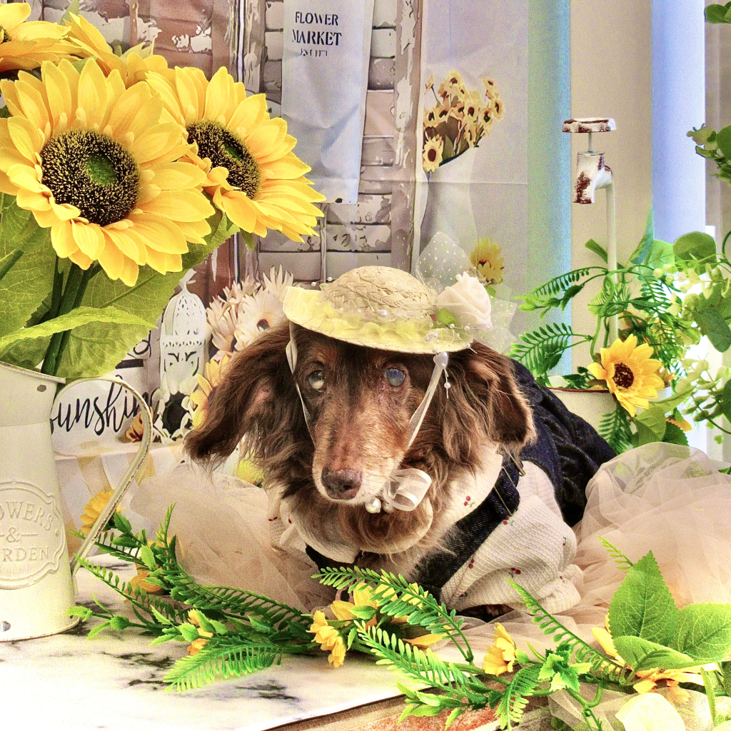 亜莉朱(ありす)ちゃん