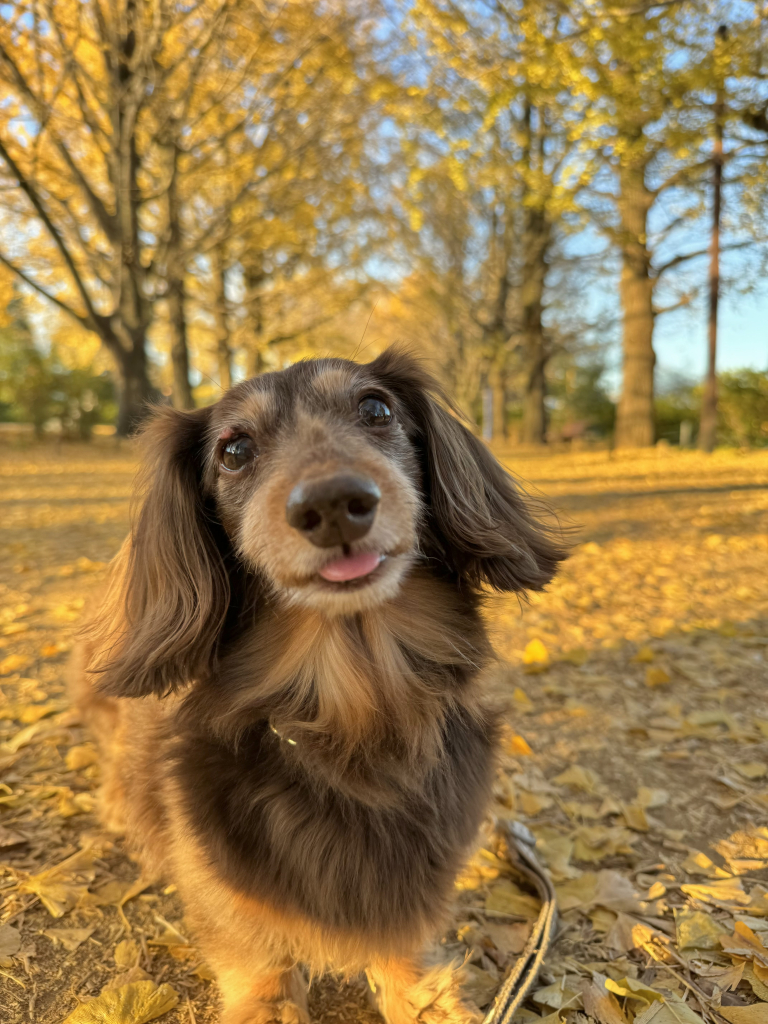 メープルちゃん