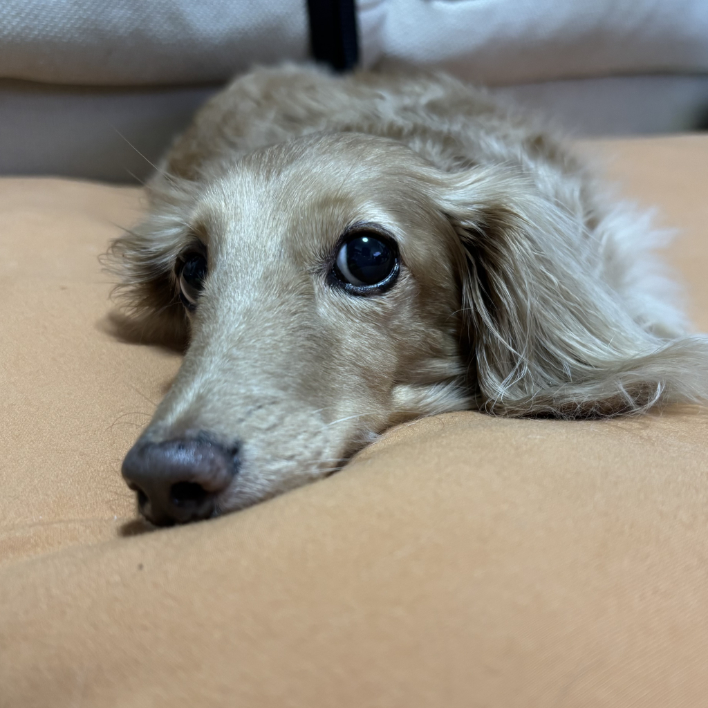 ショコラちゃん