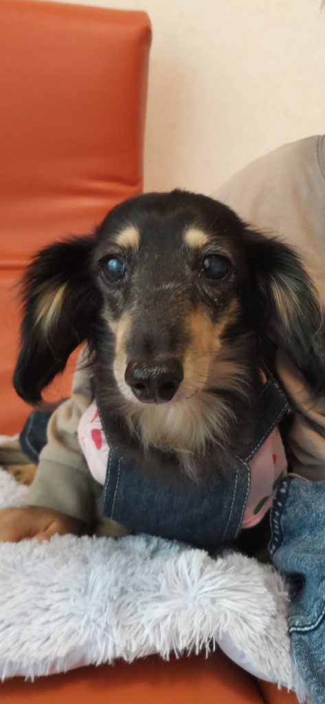 シェリーちゃん