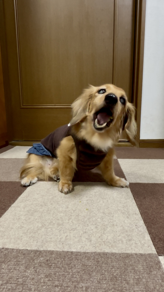 チェリーちゃん