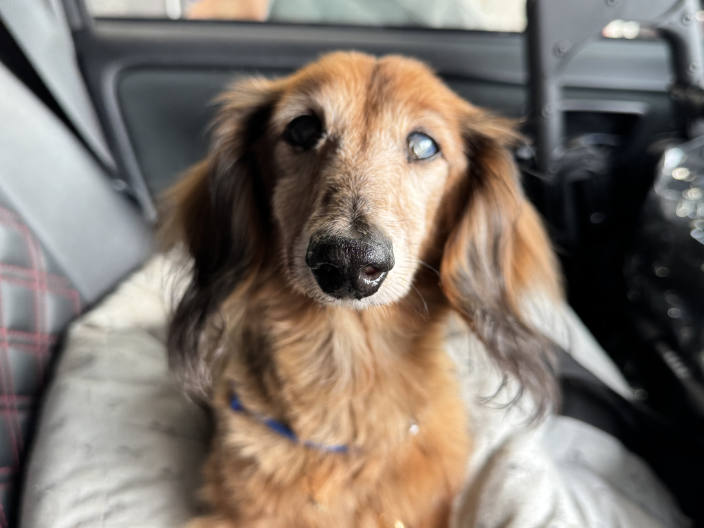 ダッチャンくん