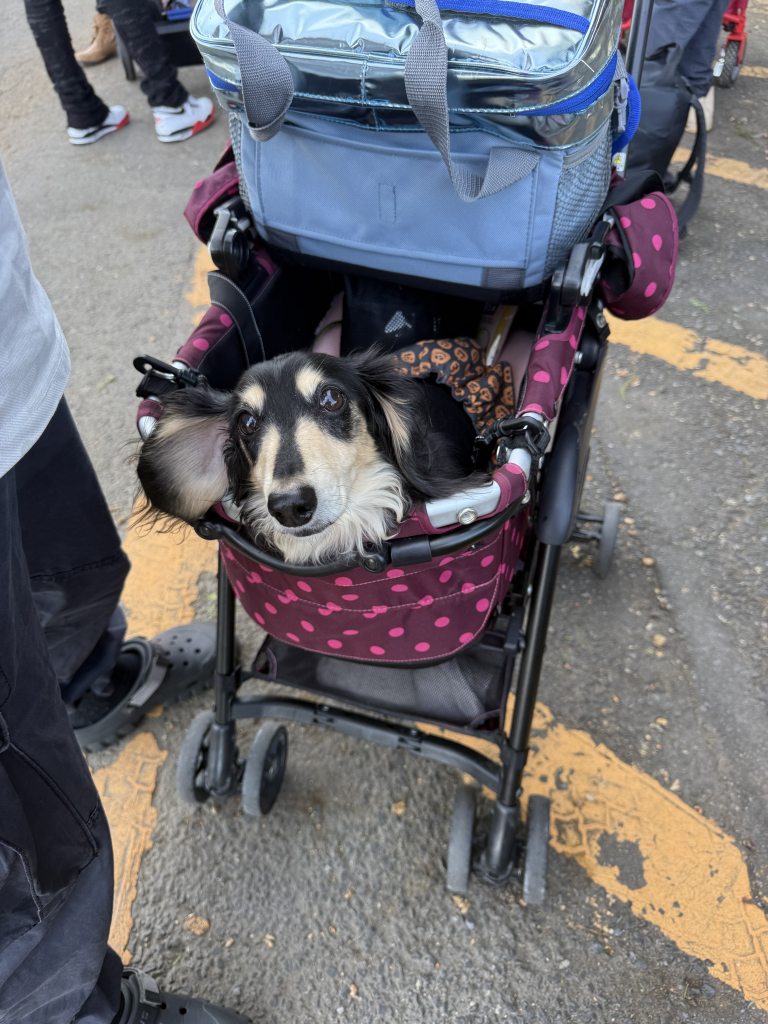 胡桃（くるみ）ちゃん