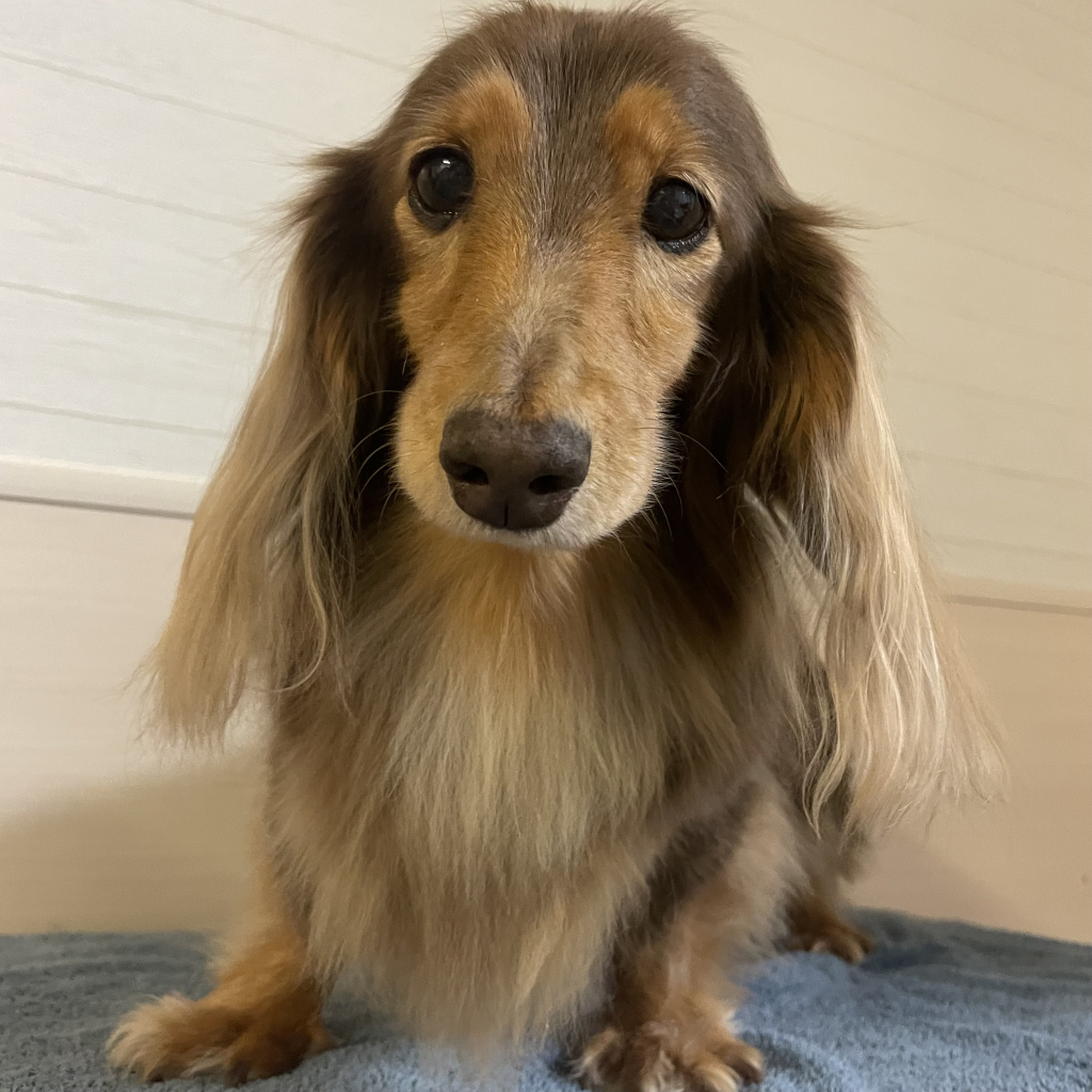 renee(ルネ)ちゃん