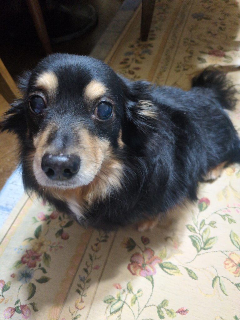 大君(てぐん)くん