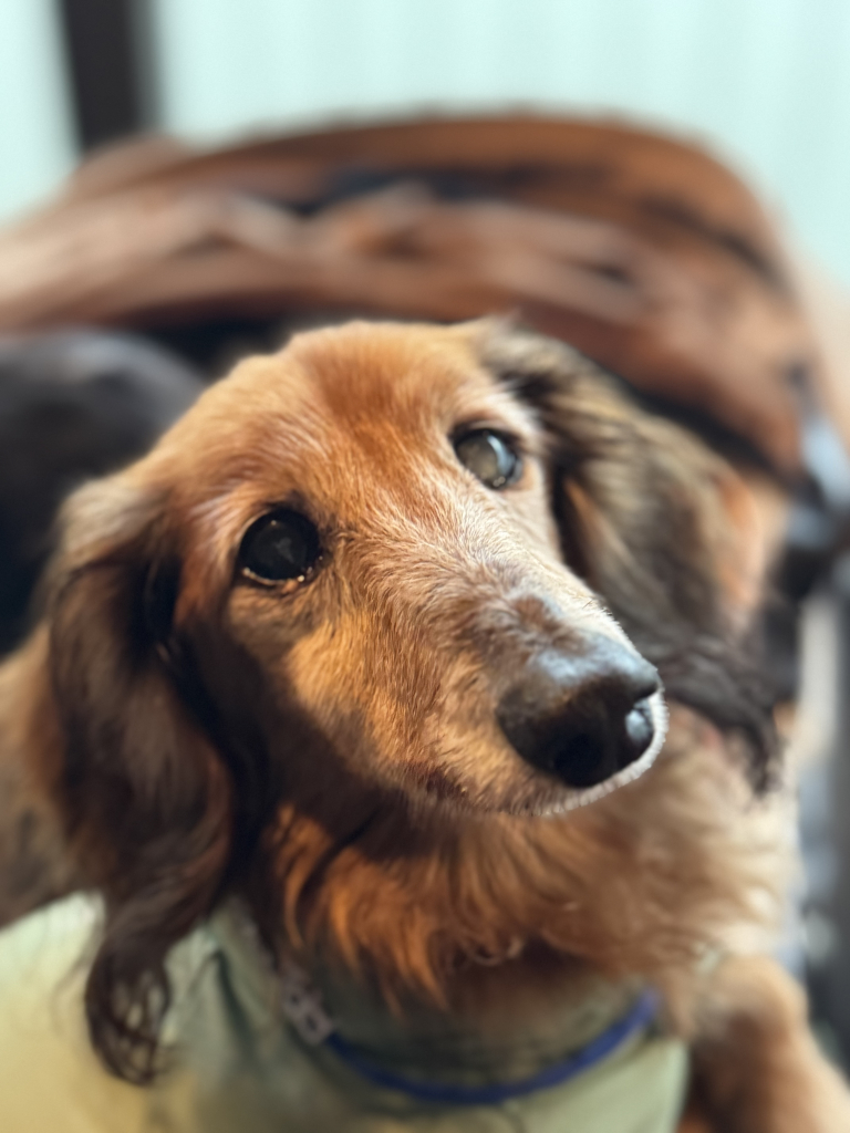 ダッチャンくん