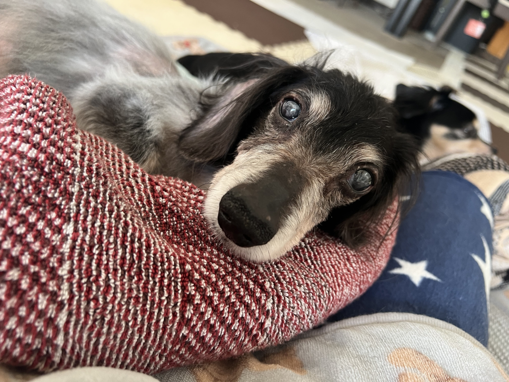 わんたろうくん