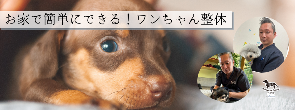 お家で簡単にできる！ワンちゃん整体