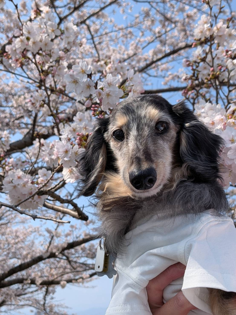 きゃぷてんくん