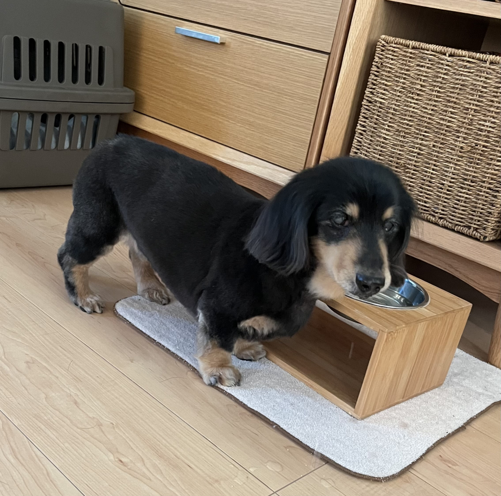 てんてんちゃん