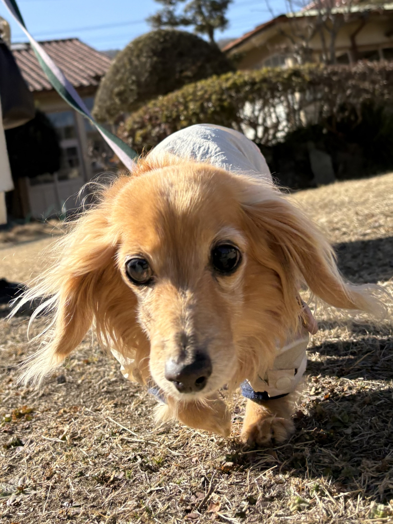 ココちゃん