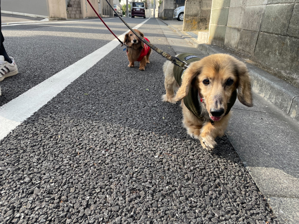 テナーくん