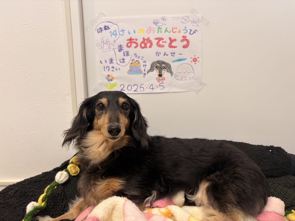 ちょこちゃん