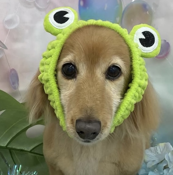 こいもちゃん