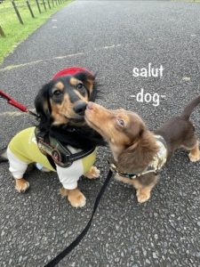 salut  -サリュ-